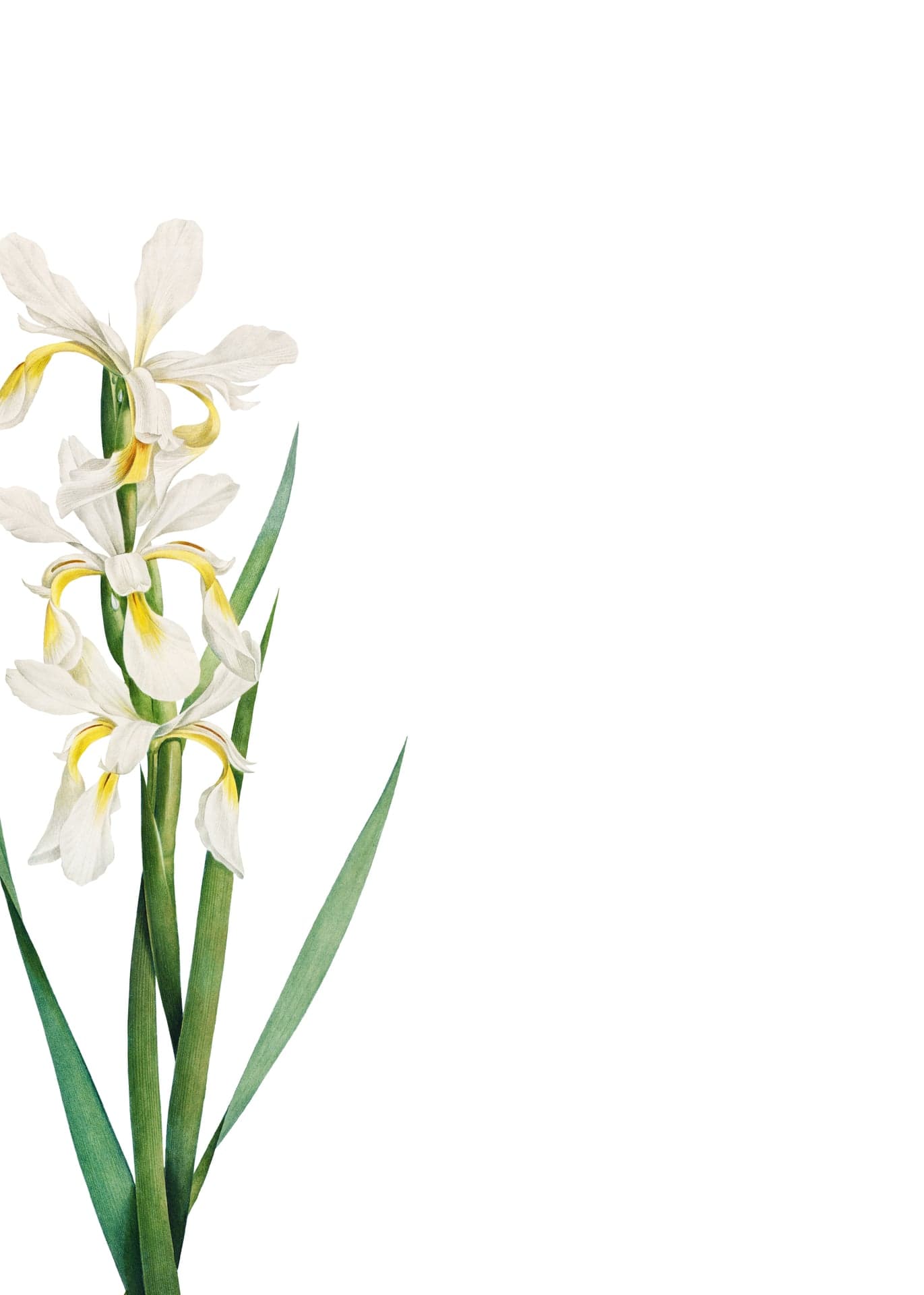 Lily